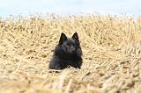 SCHIPPERKE 047